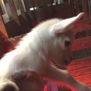 Meet your Posher, Emma